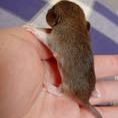 Ratons domestique #5