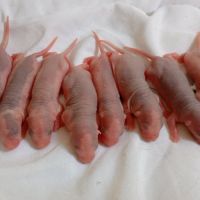 Ratons domestique #7