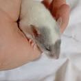 Ratons domestique #8