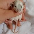 Ratons domestique #9