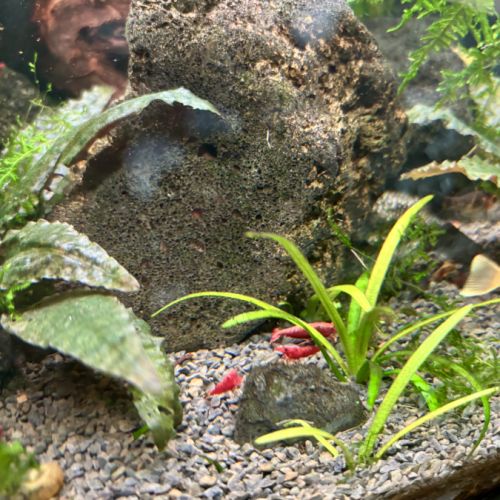 Crevettes aquarium bloody/yellow #1