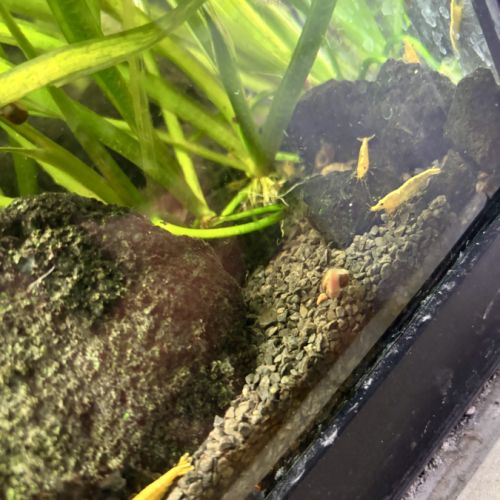 Crevettes aquarium bloody/yellow #0