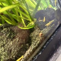Crevettes aquarium bloody/yellow