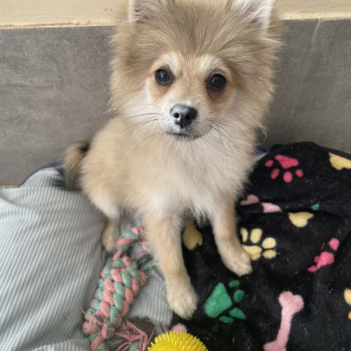 À vendre – 2 adorables femelles spitz