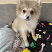 À vendre – 2 adorables femelles spitz