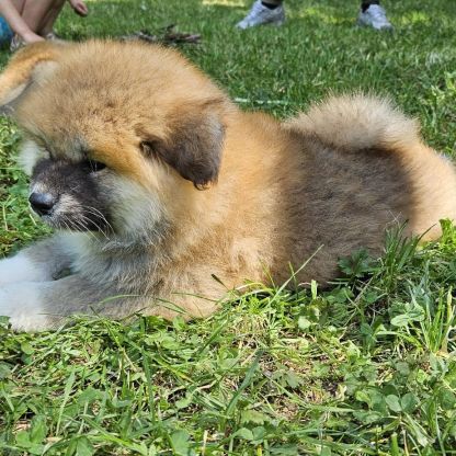 Chiot akita inu lof pl #1