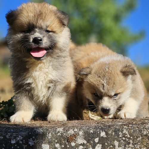 Chiot akita inu lof pl #2