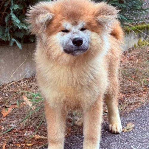 Chiot akita inu lof pl