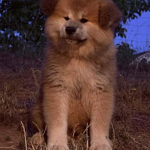 Chiot akita inu lof pl #3
