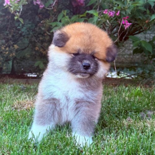 Chiot akita inu lof pl #4