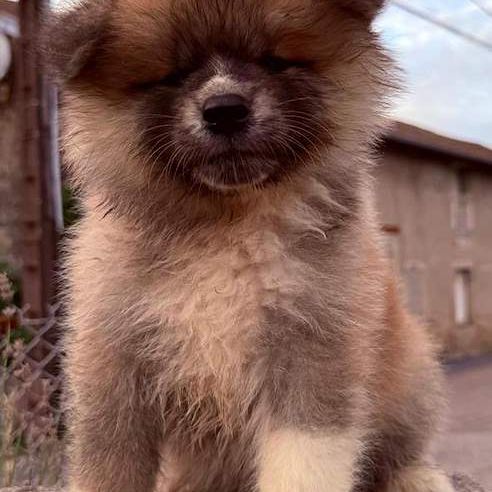 Chiot akita inu lof pl #7