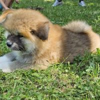Chiot akita inu lof pl #1