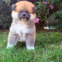 Chiot akita inu lof pl #5