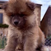 Chiot akita inu lof pl #0