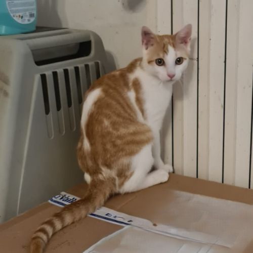 Bidule chaton mâle roux et blanc #2