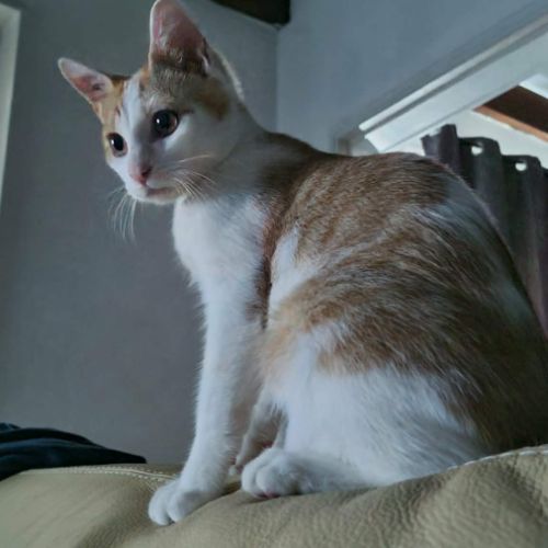 Bidule chaton mâle roux et blanc #3
