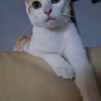 Bidule chaton mâle roux et blanc #1