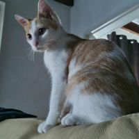 Bidule chaton mâle roux et blanc #3
