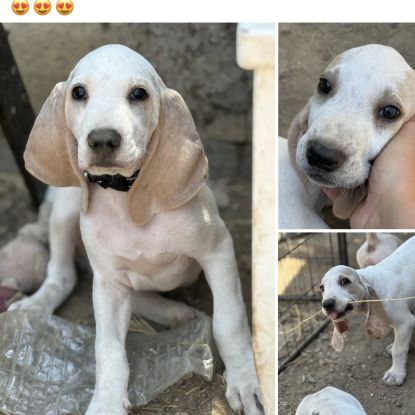 Vend chiots porcelaine