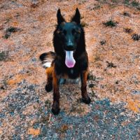 Berger belge tervueren lof #2