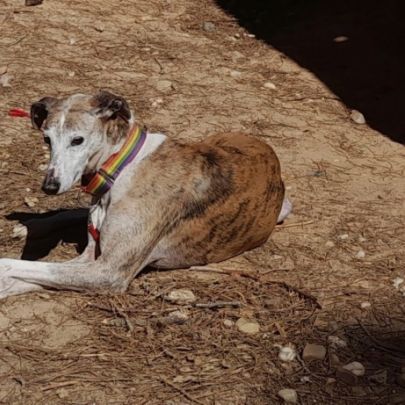Cheri, tendre galgo senior à aimer #1
