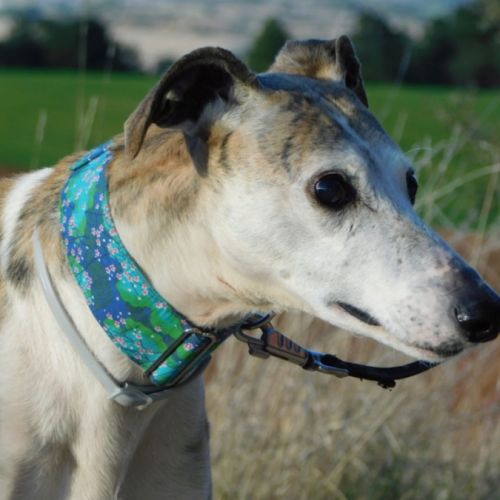 Cheri, tendre galgo senior à aimer #2