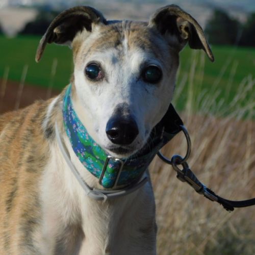 Cheri, tendre galgo senior à aimer
