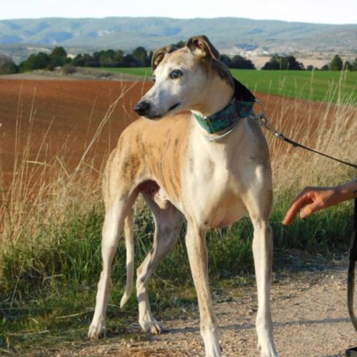 Cheri, tendre galgo senior à aimer #5