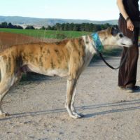 Cheri, tendre galgo senior à aimer #3