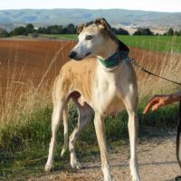 Cheri, tendre galgo senior à aimer #5