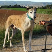 Cheri, tendre galgo senior à aimer #6