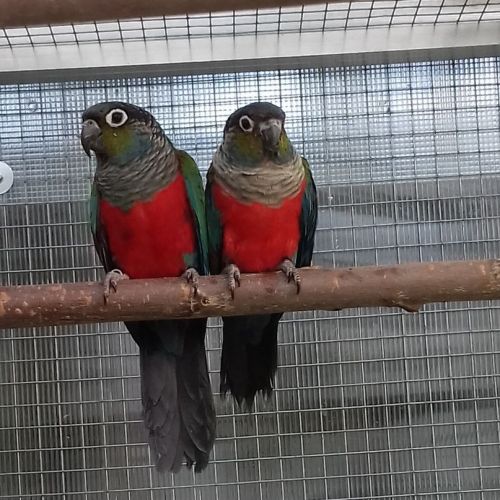 Conure perlata epp. #1