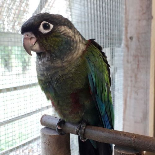 Conure perlata epp. #0