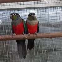 Conure perlata epp. #1