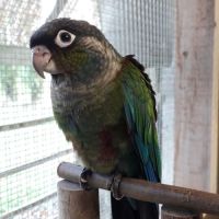 Conure perlata epp.