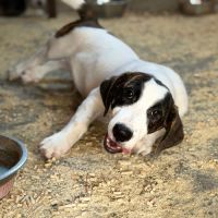 Elios bébé roumain à l'adoption #5
