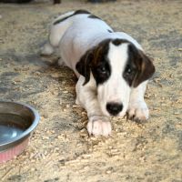 Elios bébé roumain à l'adoption #6