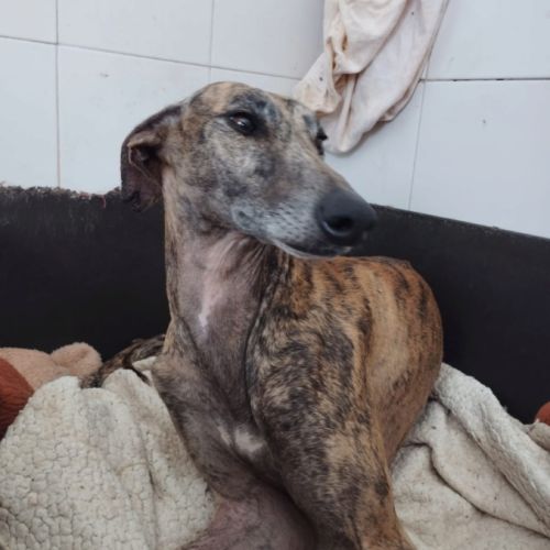 Atiza, galga douce et câline #2