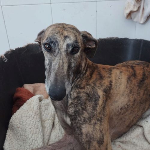 Atiza, galga douce et câline #3