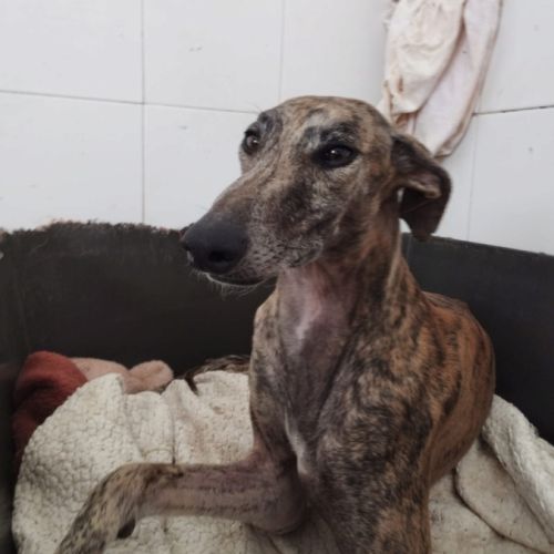 Atiza, galga douce et câline #5