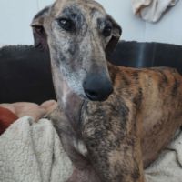 Atiza, galga douce et câline