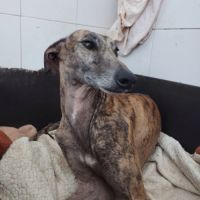 Atiza, galga douce et câline #2