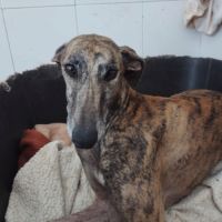 Atiza, galga douce et câline #3
