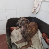 Atiza, galga douce et câline #4