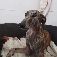 Atiza, galga douce et câline #5