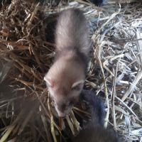 Vends furetons de 2 mois très dociles
