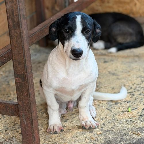 Mao bébé roumain à l'adoption #1