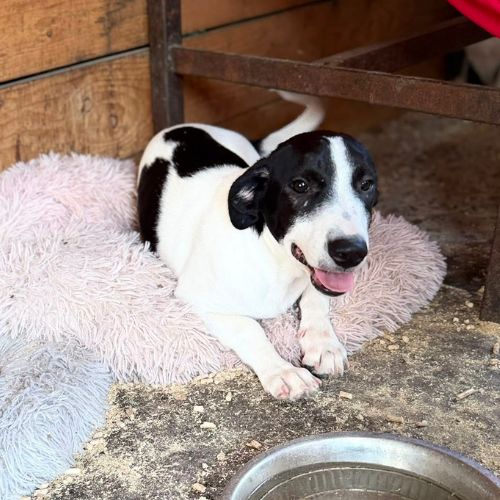 Mao bébé roumain à l'adoption #3