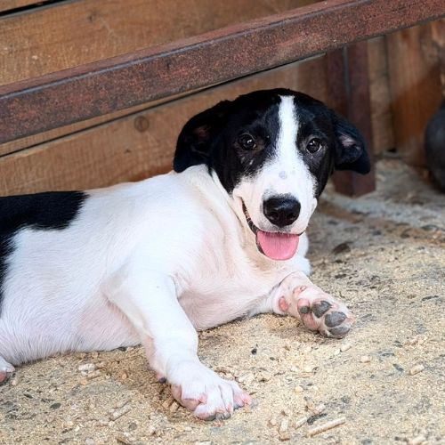 Mao bébé roumain à l'adoption #4