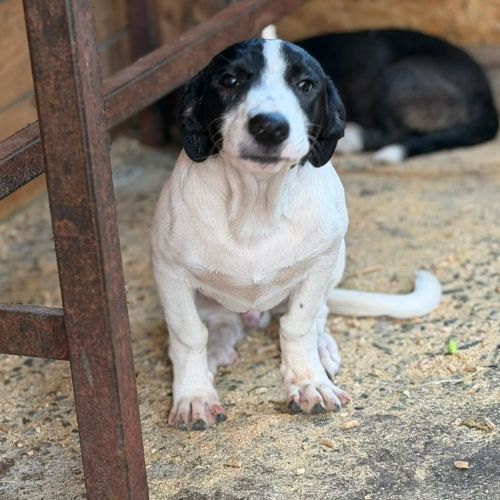 Mao bébé roumain à l'adoption #7
